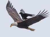 Photog Captures Amazing Pics Crow Hitching Ride Eagle