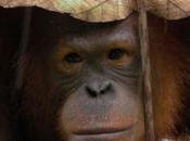Captivity Makes Apes Smarter