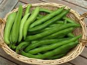 Broad Bean Harvest