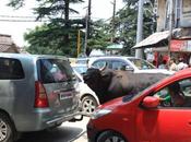 DAILY PHOTO: McLeodganj Bull Traffic
