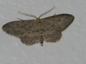 British Moth Species