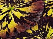 Beautiful Water Lilies Video