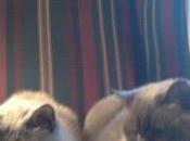 It's Grief-filled Lose Beloved, Four-legged Member Legal Schnauzer Family