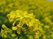 Heat-Responsive Genes Make Australian Canola Flower Faster