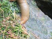 DAILY PHOTO: Garden Slugs McLeodganj