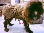 Emaciated Found Covered Matted Hair, Missing Part Nose Gets Fresh Start