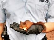 Squirrel Arrested West Germany ............ Stalking Woman