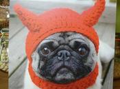 Gorgeous Pugs Food Thought