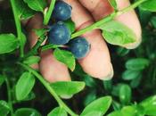 Picking Blueberries