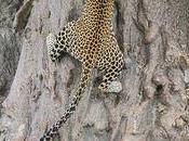 Importance Going School Leopard Visits Chikmagaluru