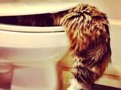 Genius Toilet Trained Cats
