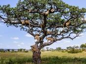 Serengeti Lions Napping Tree!