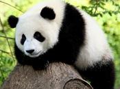 Google Panda Rolling Affecting Only Queries