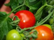 Tomatoes Ripening Last!