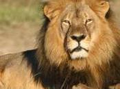 Cecil Lion Dies Hands Cowardly Dentist