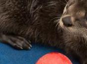 'big Lady' Barbel Killed Otter, Anglers Call Clampdown