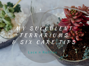 Succulent Terrariums Care Tips