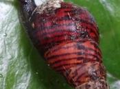 Research Shows Catastrophic Invertebrate Extinction Hawai’i Globally