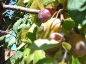 Plum Amaretti Muffins Filled Farm