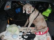 Traveling With Senior Canine Citizen: Teaching Tricks
