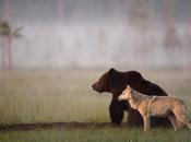 Unusual Friendship Between Wolf Bear Documented Finnish Photographer