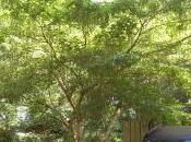 Acer Cissifolium