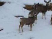 Study Quantifies Natural Development Impacts Mule Deer
