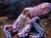 Decoded Octopus Genome Reveals Secrets Complex Intelligence