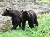 Yellowstone: Dangerous Place—for Bears
