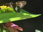 Evidently She's Bored with Butterflies. Zinnias.