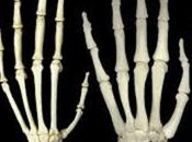 Research Human Hand Proves Humans Evolve from Chimps