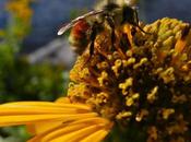 Environment: Study Finds Neonicotinoid Pesticides Widespread Streams Across U.S.