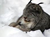 Lawsuit Filed Protect Canada Lynx from Trapping Deaths, Injuries Maine
