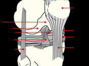 Saving Knees: Preventing Knee Injuries Martial Arts