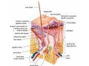 Dansfabriek: Subcutaneous