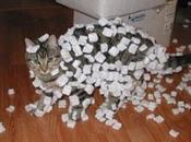 Curious Cats Covered Packing Peanuts