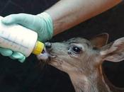 California Drought Exacerbate Wildlife-human Encounters Sacramento