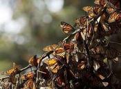 Deforestation Mexico Butterfly Reserve More Than Triples