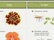 Common Garden Pests Manage Them Infographic