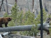 6,000 Grizzly Bears left–End Transport Canadian Animal Hunting ‘Trophies’