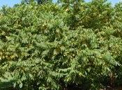 Juglans Cinerea