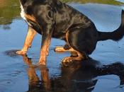 Rottweiler Beach