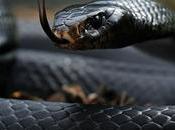 Cobra Venomous Snake