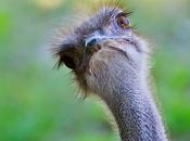 Camel Bird Ostrich