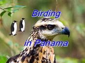 Birding Panama Few)