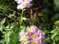 Common Heart-leaved Blue Aster