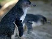 Featured Animal: Penguin