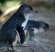 Featured Animal: Penguin