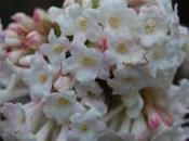 Plant Week: Viburnum Bodnantense ‘Deben’