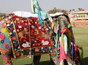 Jaipur's Elephant Festival